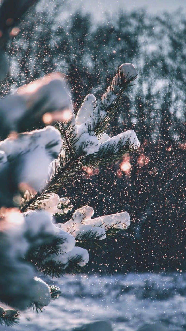 Maginhawang Niyebe sa Dahon ng Pino sa Tumblr Wallpaper
