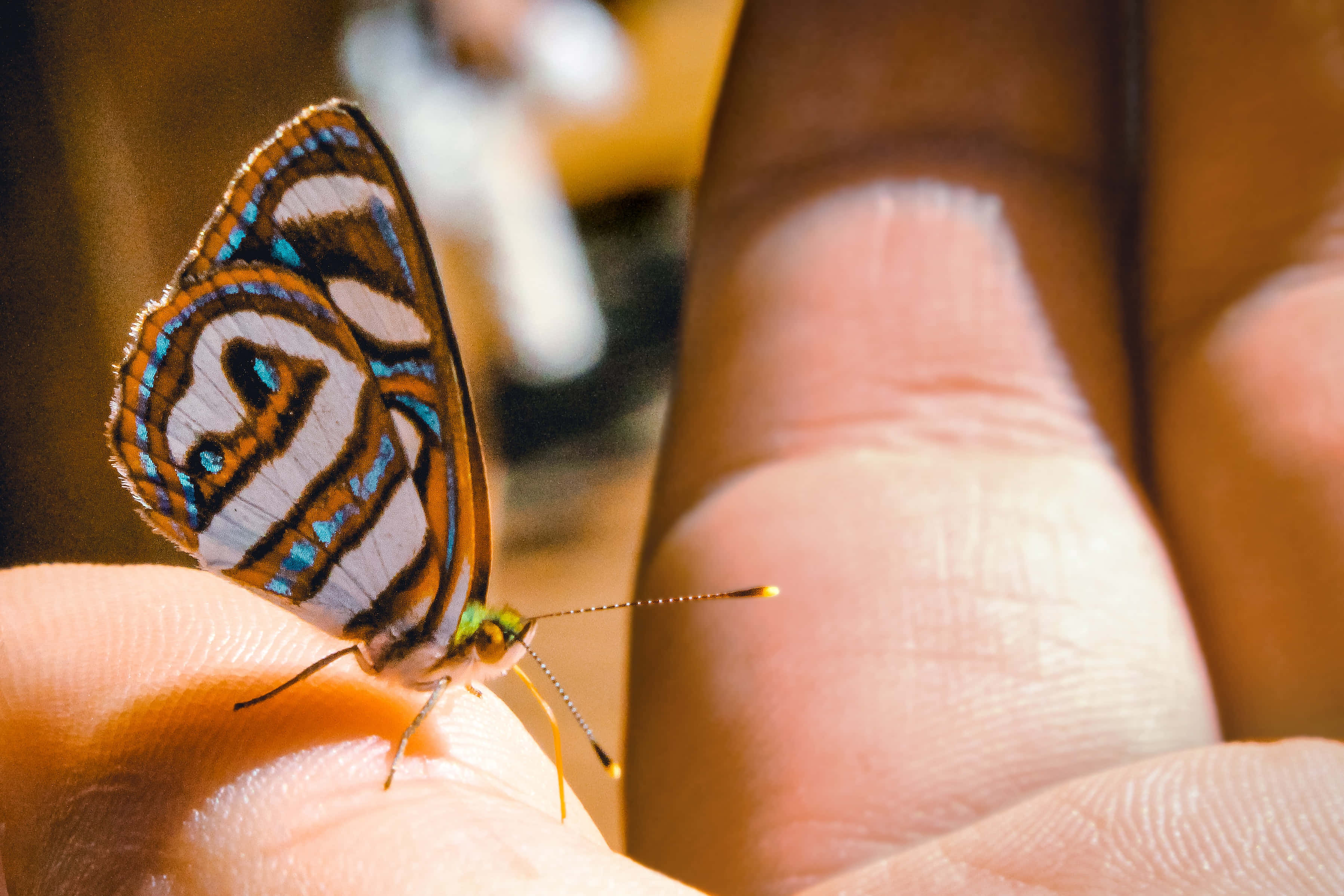 Magrelaks at mag-enjoy sa kagandahan ng isang Graceful Butterfly Aesthetic. Wallpaper