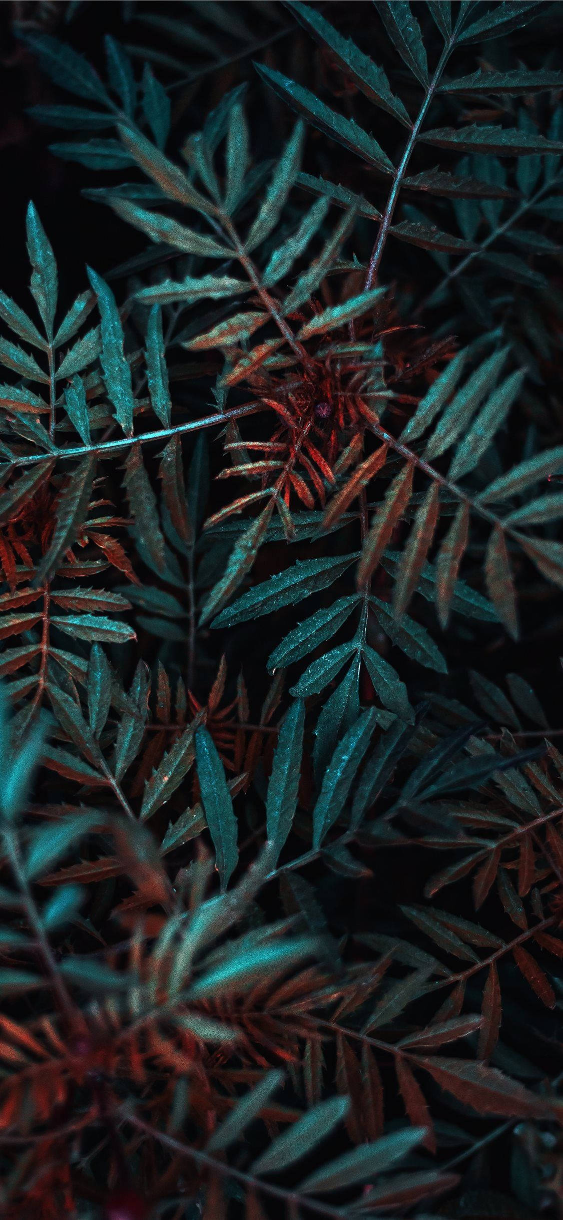 Magsaya sa Kalikasan Kahit sa Screen ng Iyong Phone Wallpaper