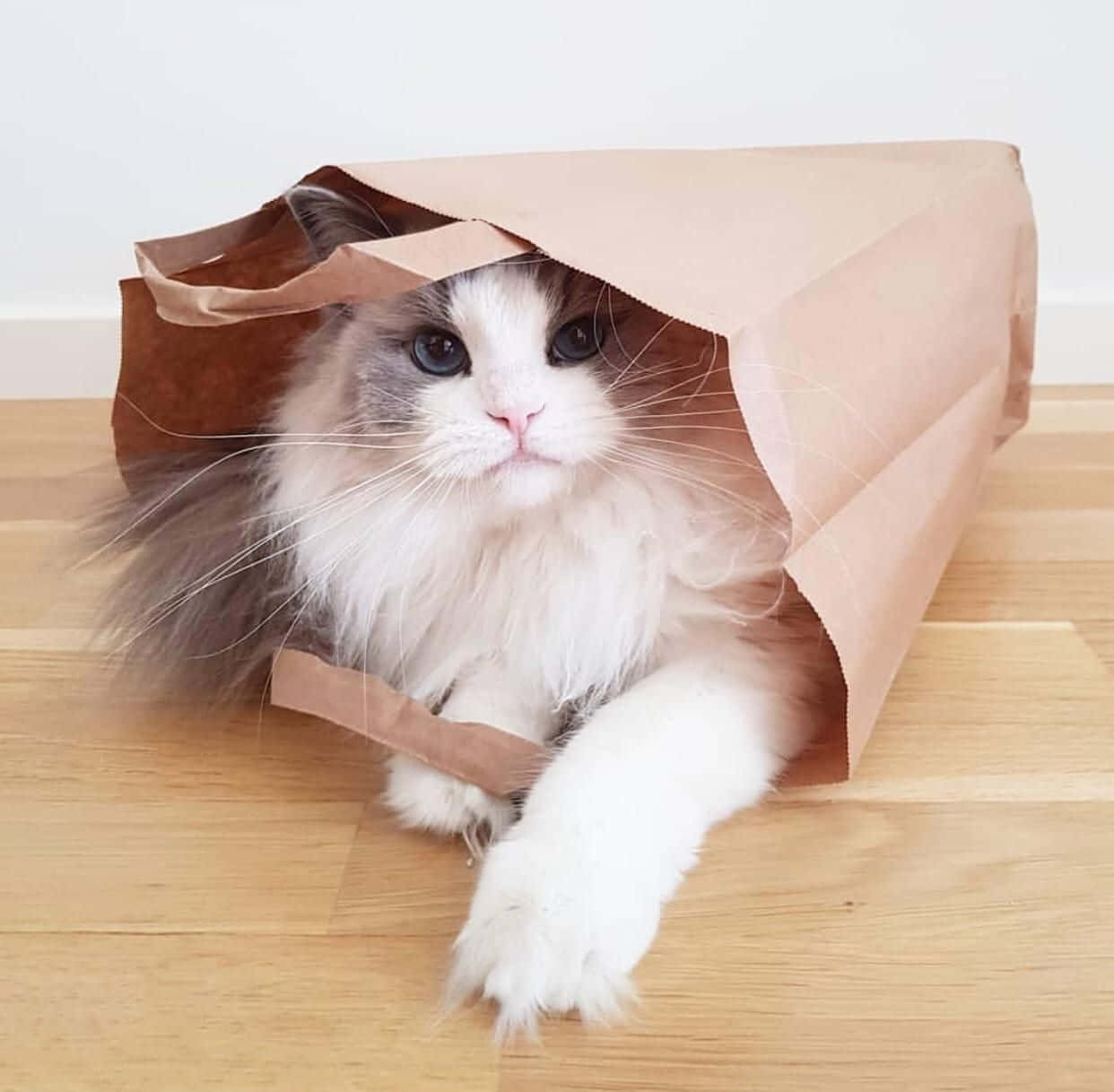 Mahabang Pusa sa Loob ng Paper Bag Wallpaper