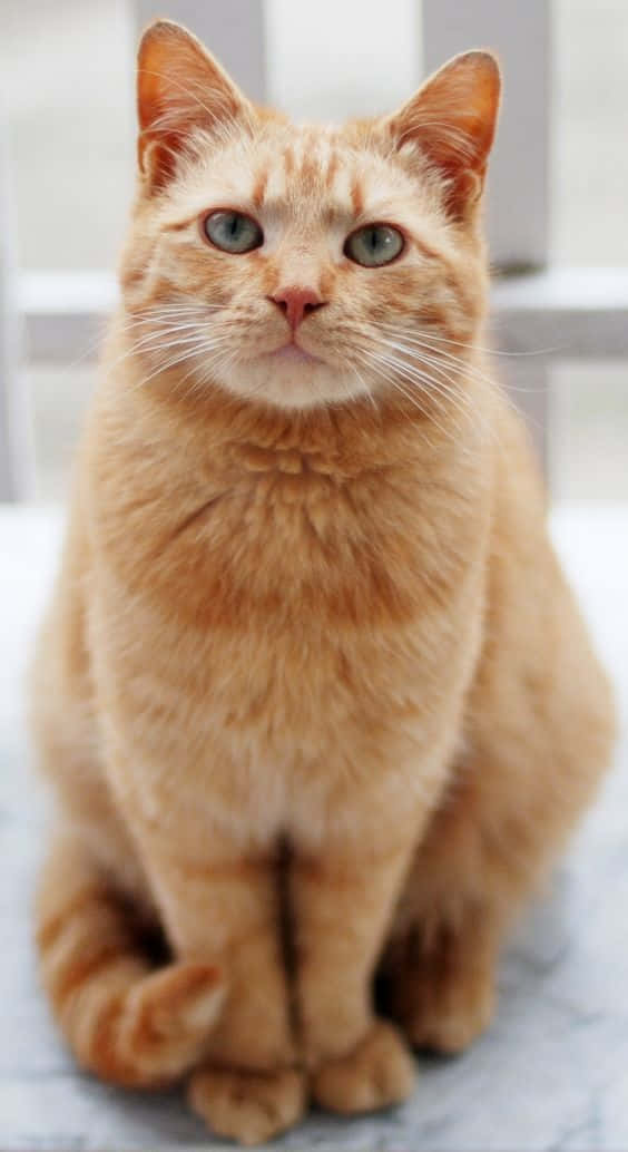 Mahal na Larawang Pusa na Kulay Luya Wallpaper