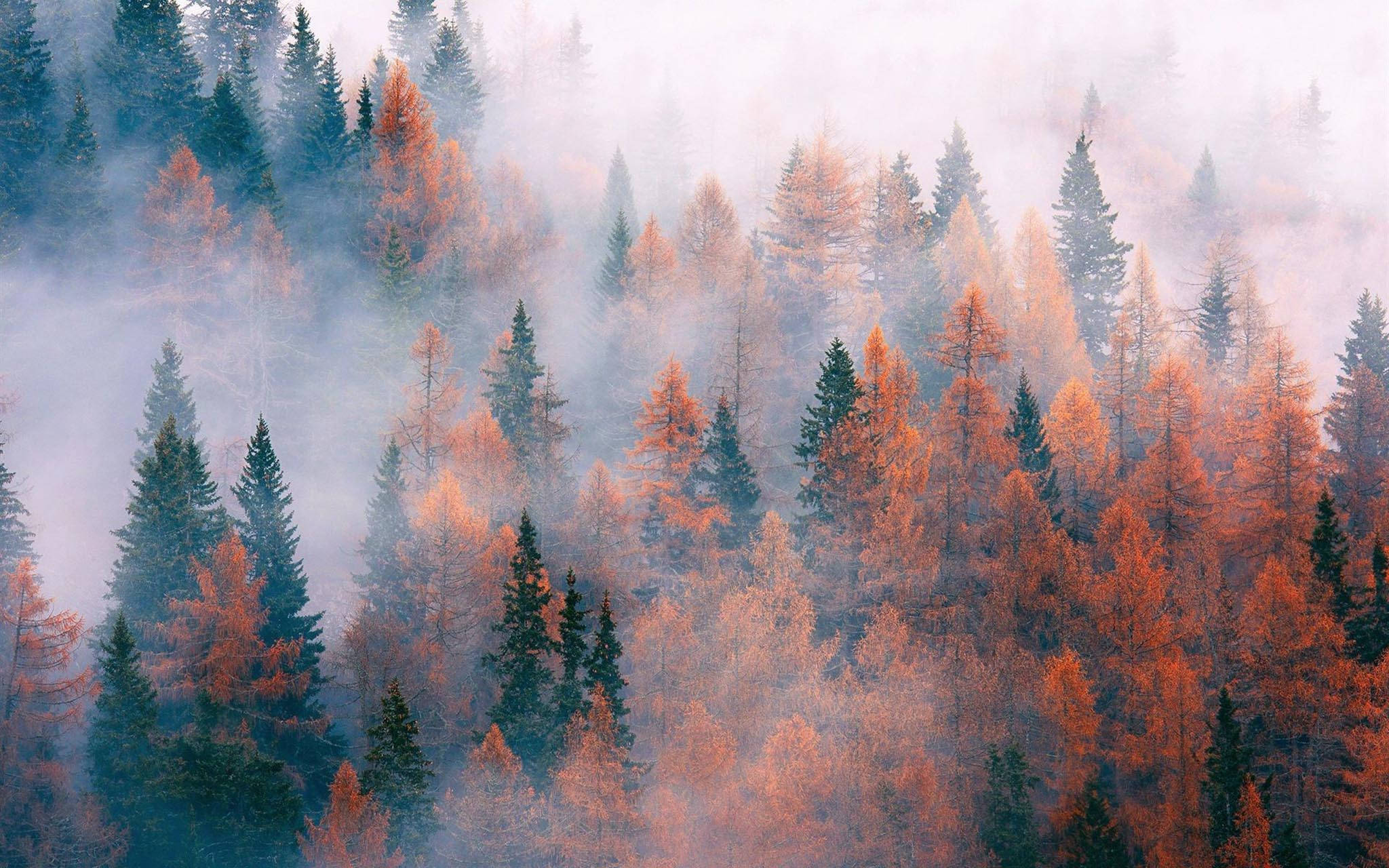 Mahiwagang Taglagas - Maulap na Kagubatan ng Pino Wallpaper
