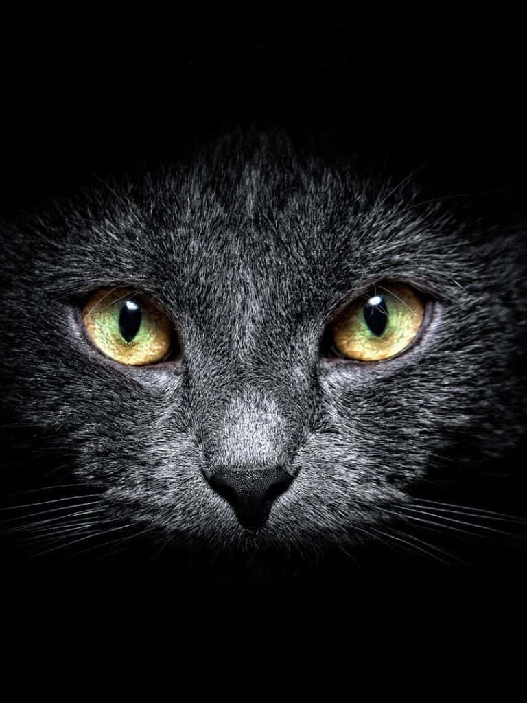 Maitim na Cute na Pusa iPad Wallpaper