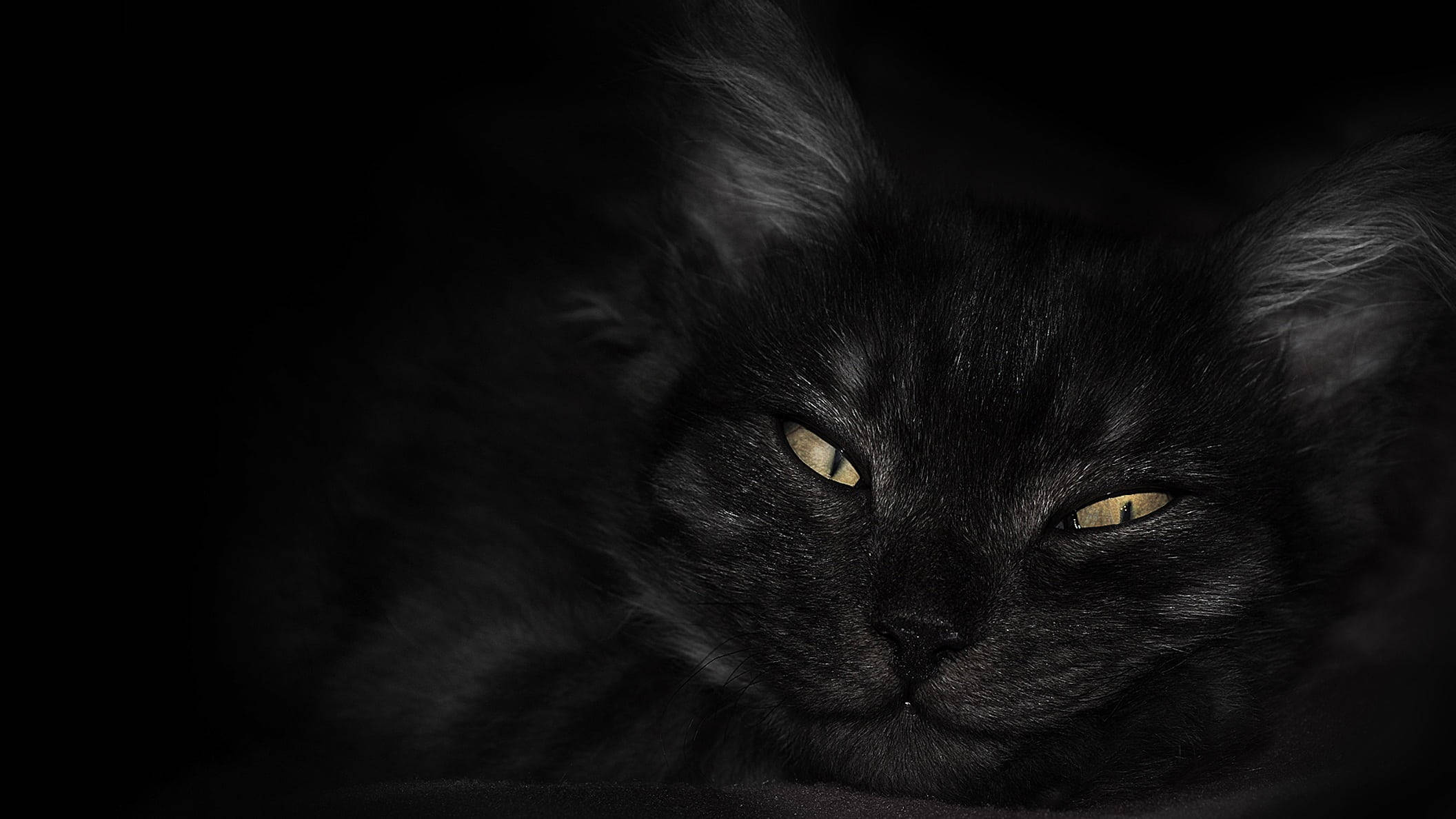 Maitim na Laptop na Itim na Pusa na May Dilaw na mga Mata Wallpaper