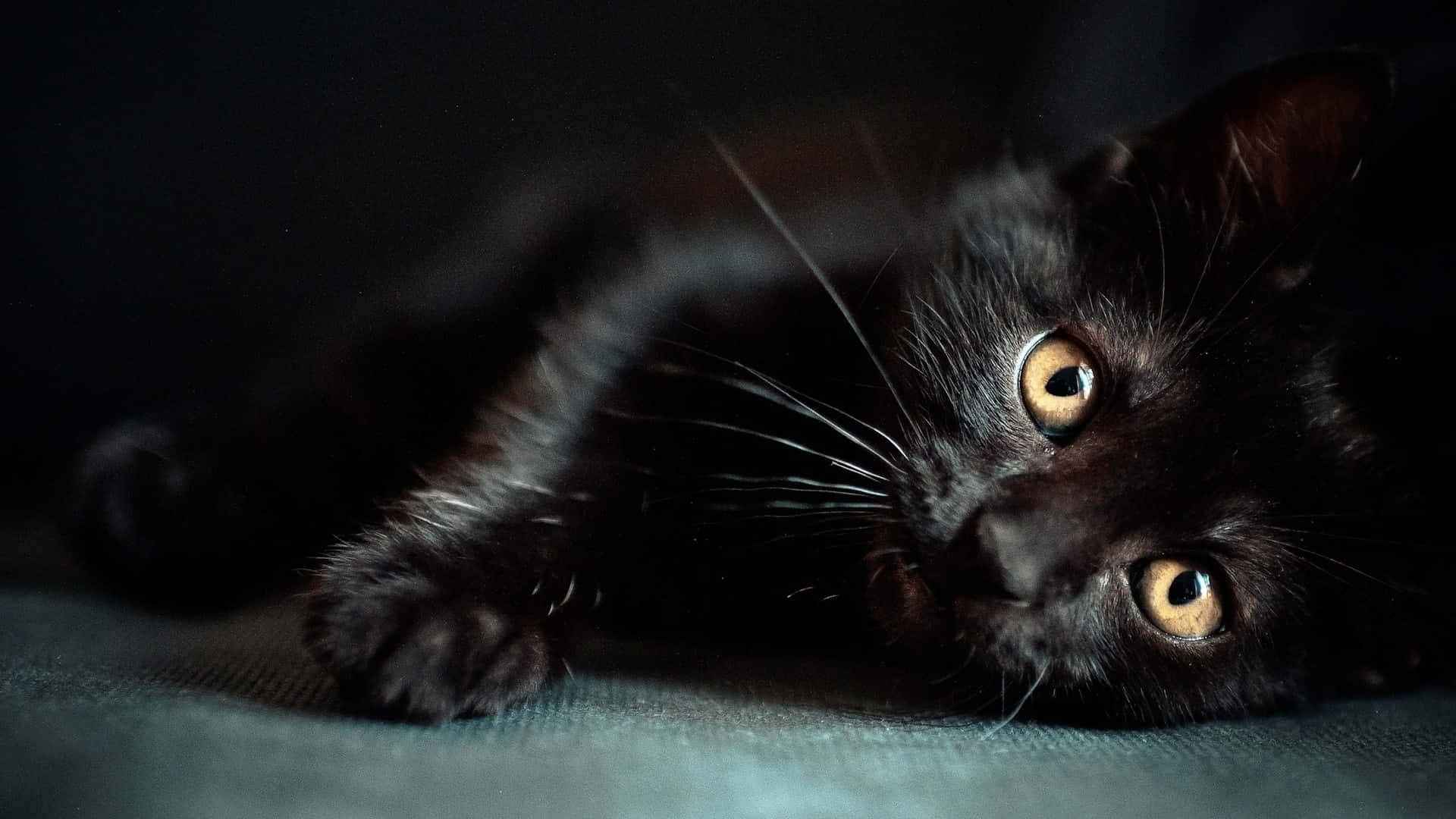 Maitim na Nakatihaya na Itim na Pusa Wallpaper