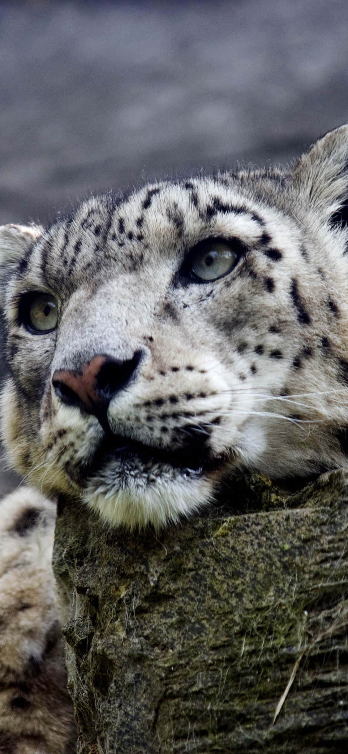 Majestic snow leopard na nakatakda laban sa backdrop ng isang malamig na araw ng taglamig. Wallpaper