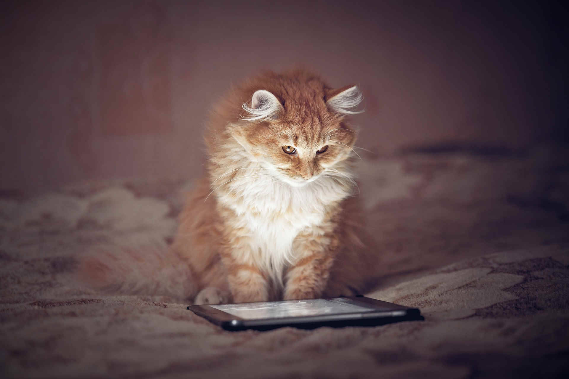 Makakapal na Pusang Ginger na Kompyuter Wallpaper