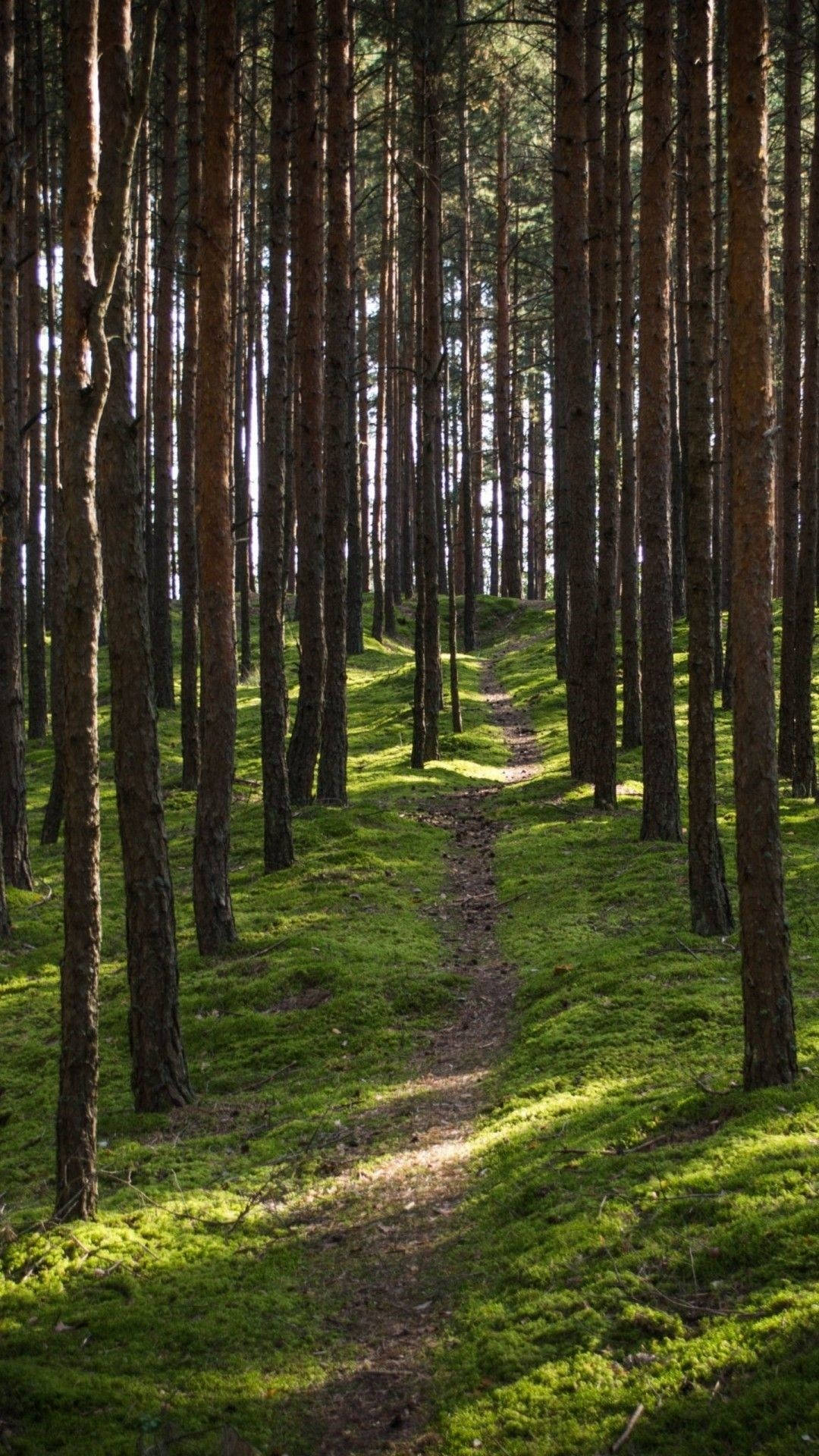 Makapal na Kagubatan ng Pine sa iPhone Wallpaper