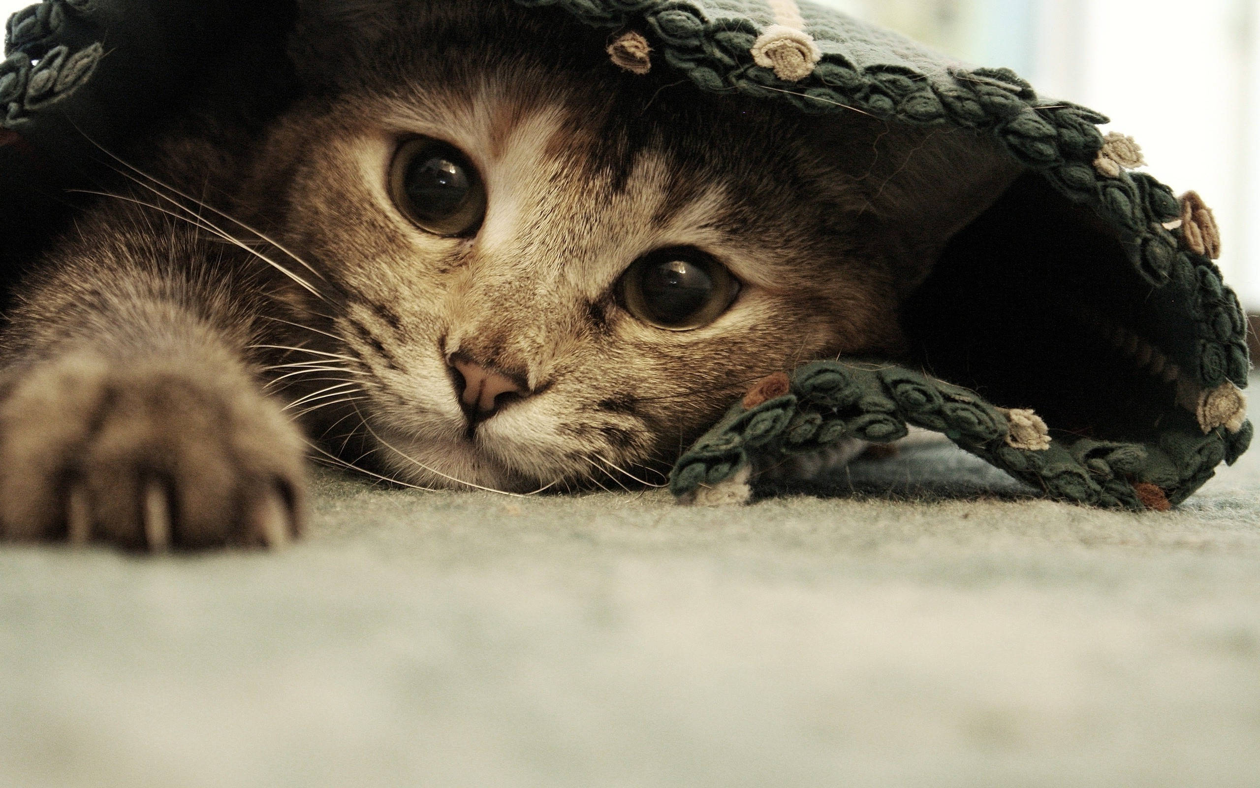 Makapal na Kumot na Pusa na Cute Wallpaper