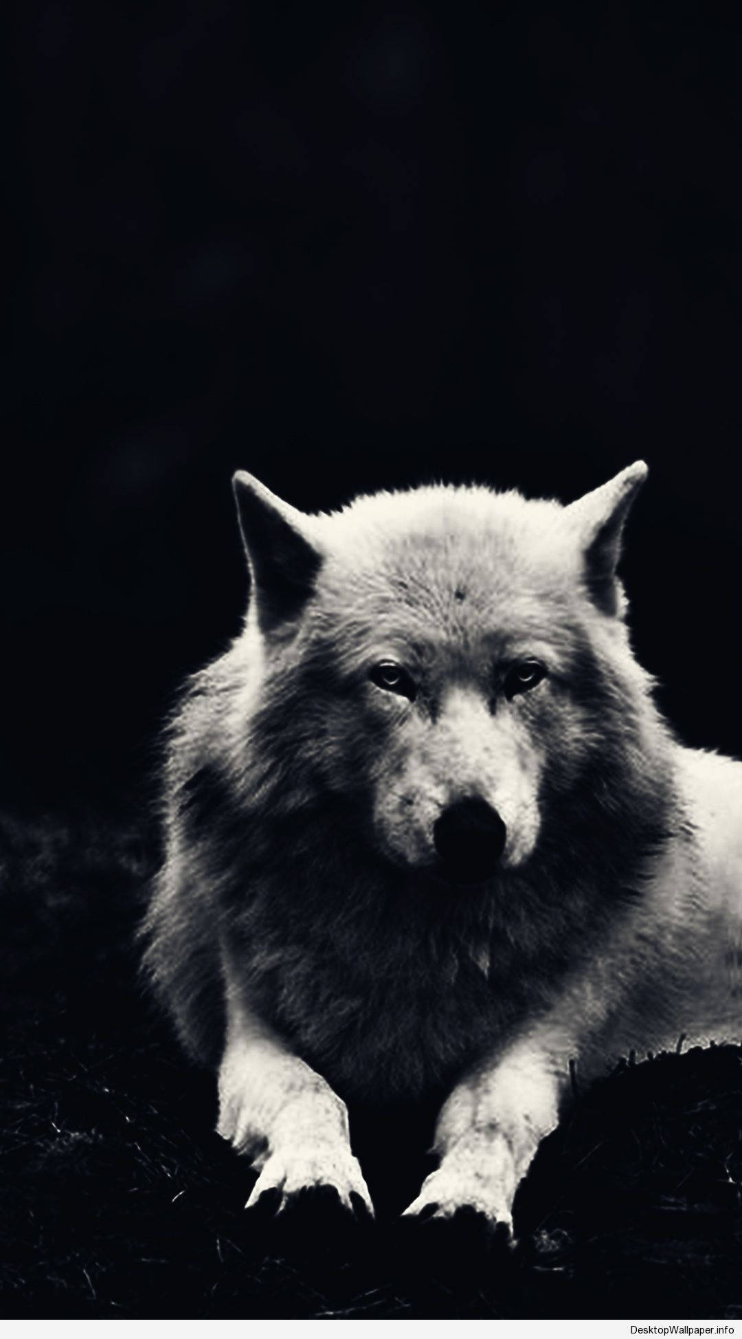 Makapangyarihang Puting Lobo Wallpaper