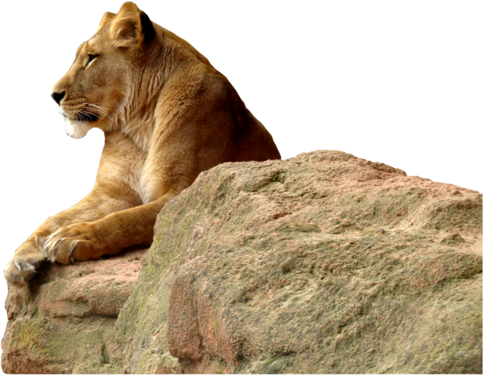 Makapangyarihang Leon sa Bato Wallpaper
