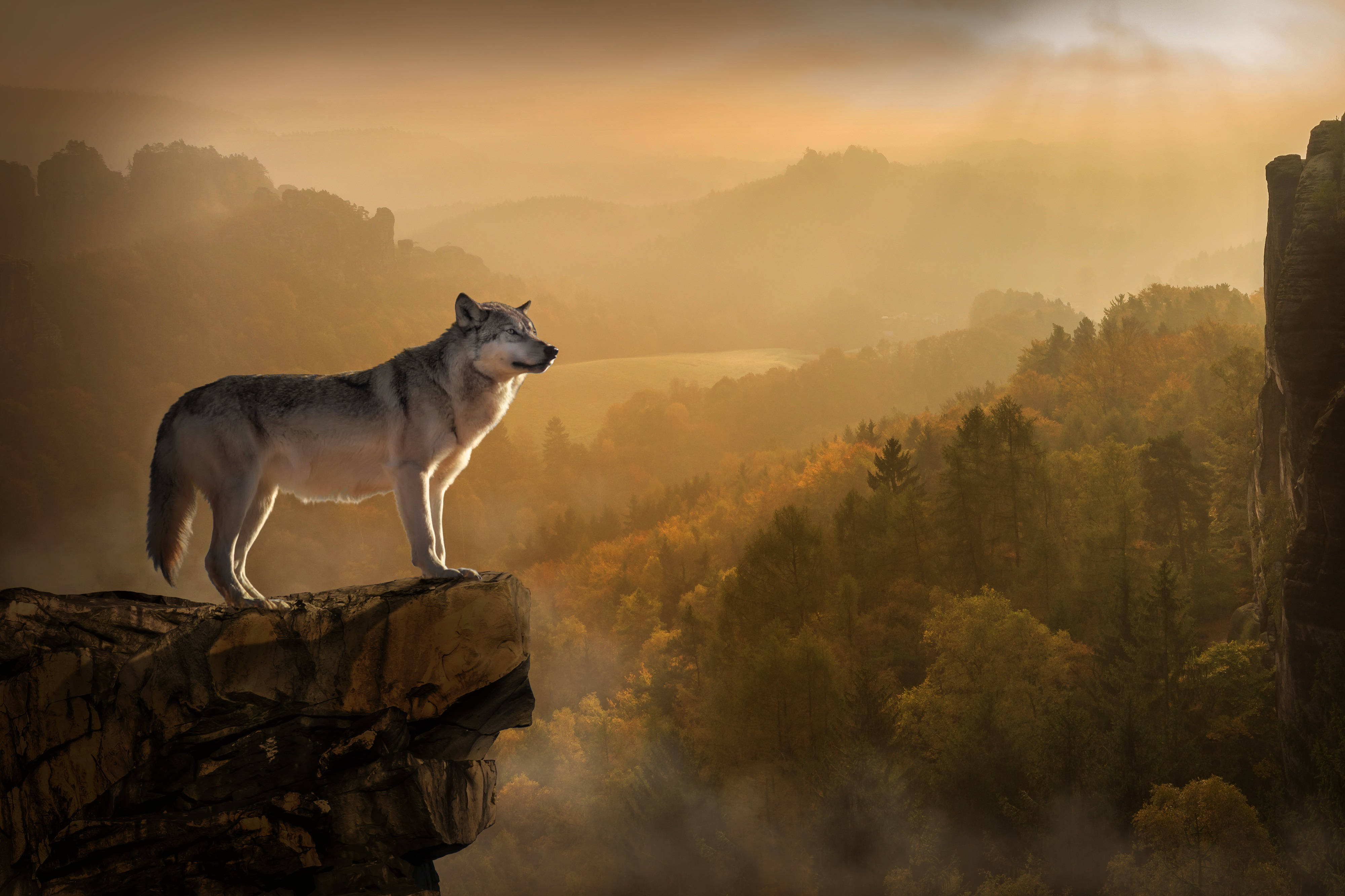 Makapangyarihang Lobo na Nakatingin Mula sa Mabatong Dako Wallpaper