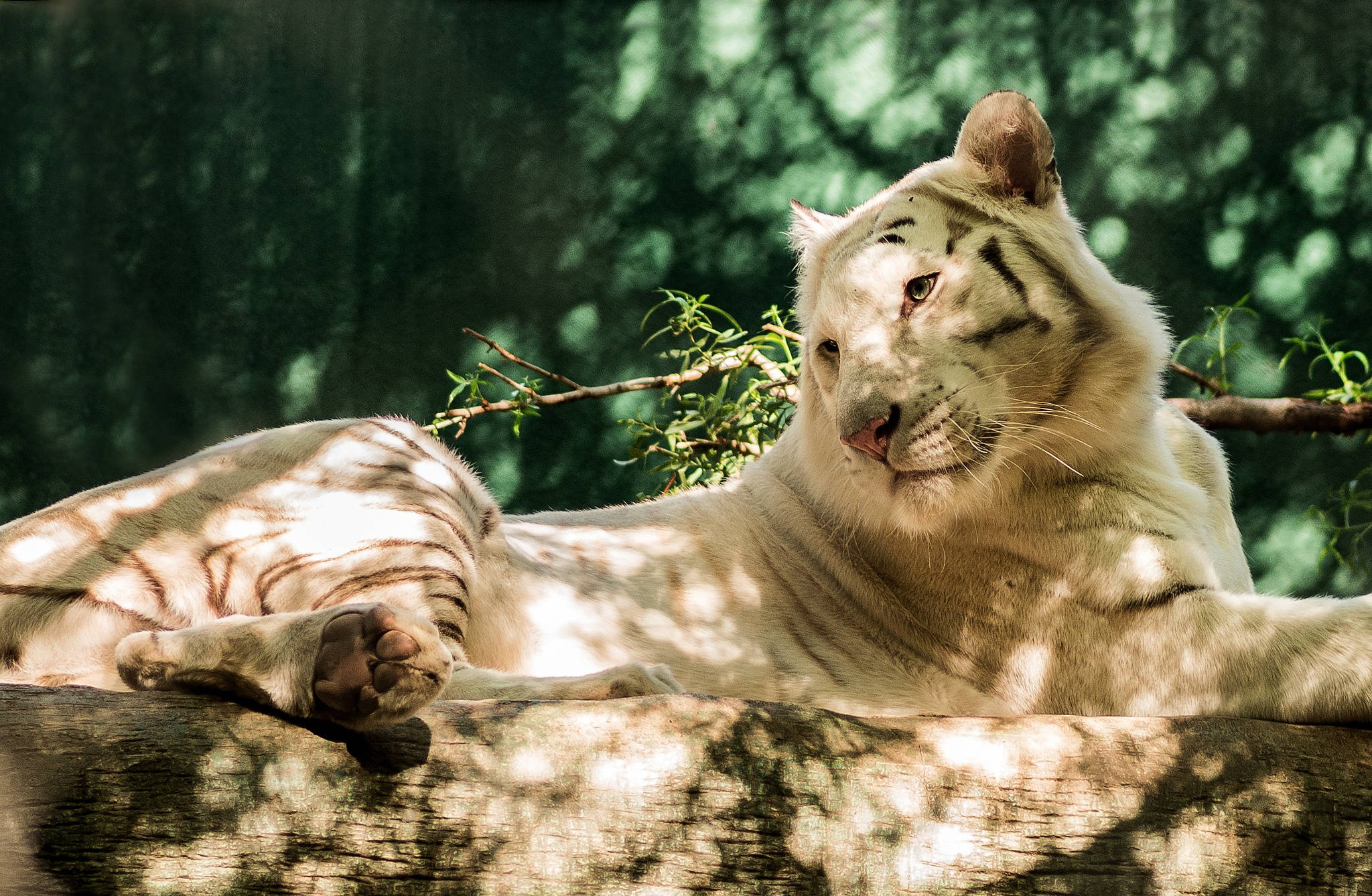 Makapangyarihang Puting Tigre na Namumukod-tangi sa Karamihan Wallpaper