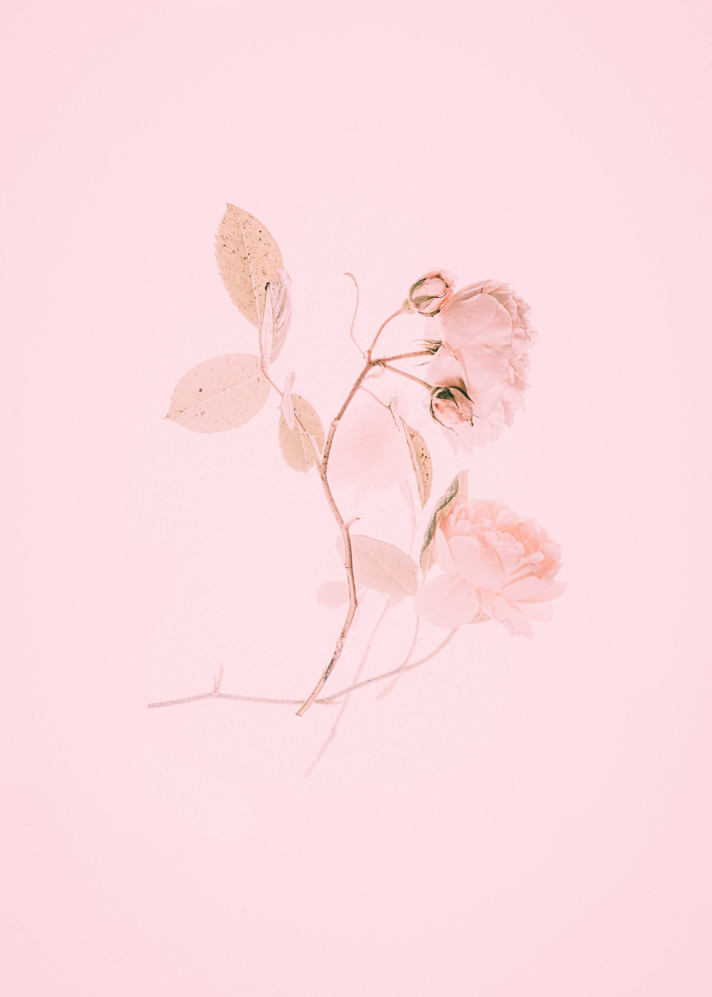 Makatang Pagpipinta ng mga Rosas na Kulay Pink Wallpaper