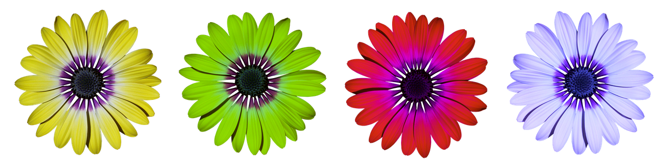 Makukulay na Bulaklak ng Daisy sa Itim na Background Wallpaper