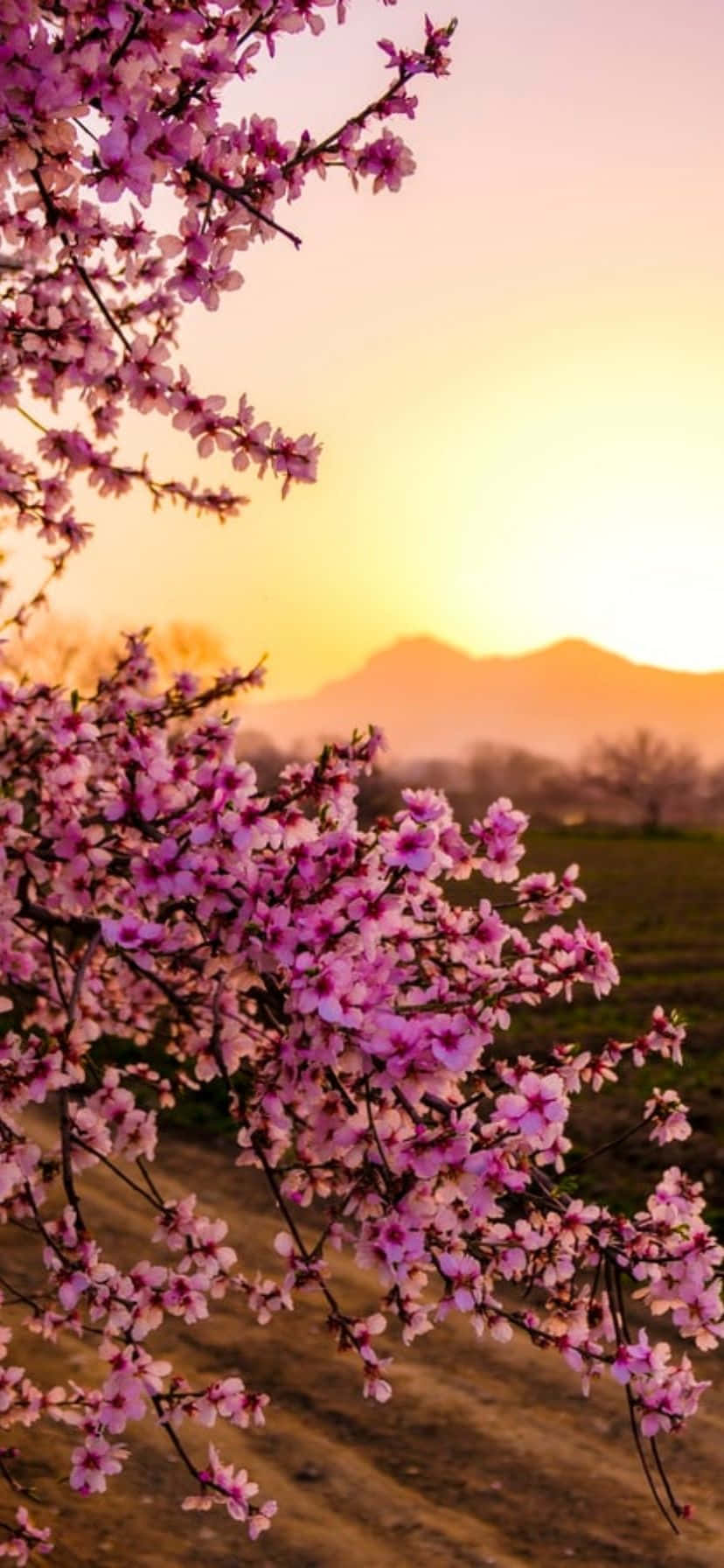 Makukulay na mga bulaklabs sa isang maliwanag na asul na langit sa iPhone Wallpaper