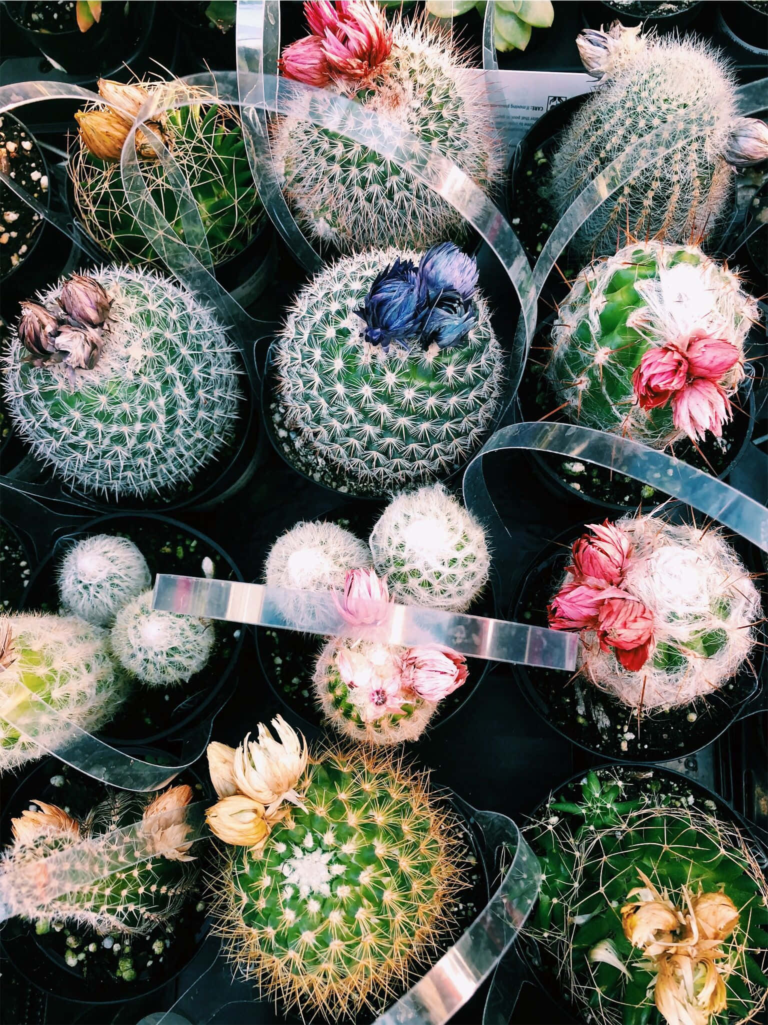 Makukulay na mga cactus na sumisikat sa araw Wallpaper