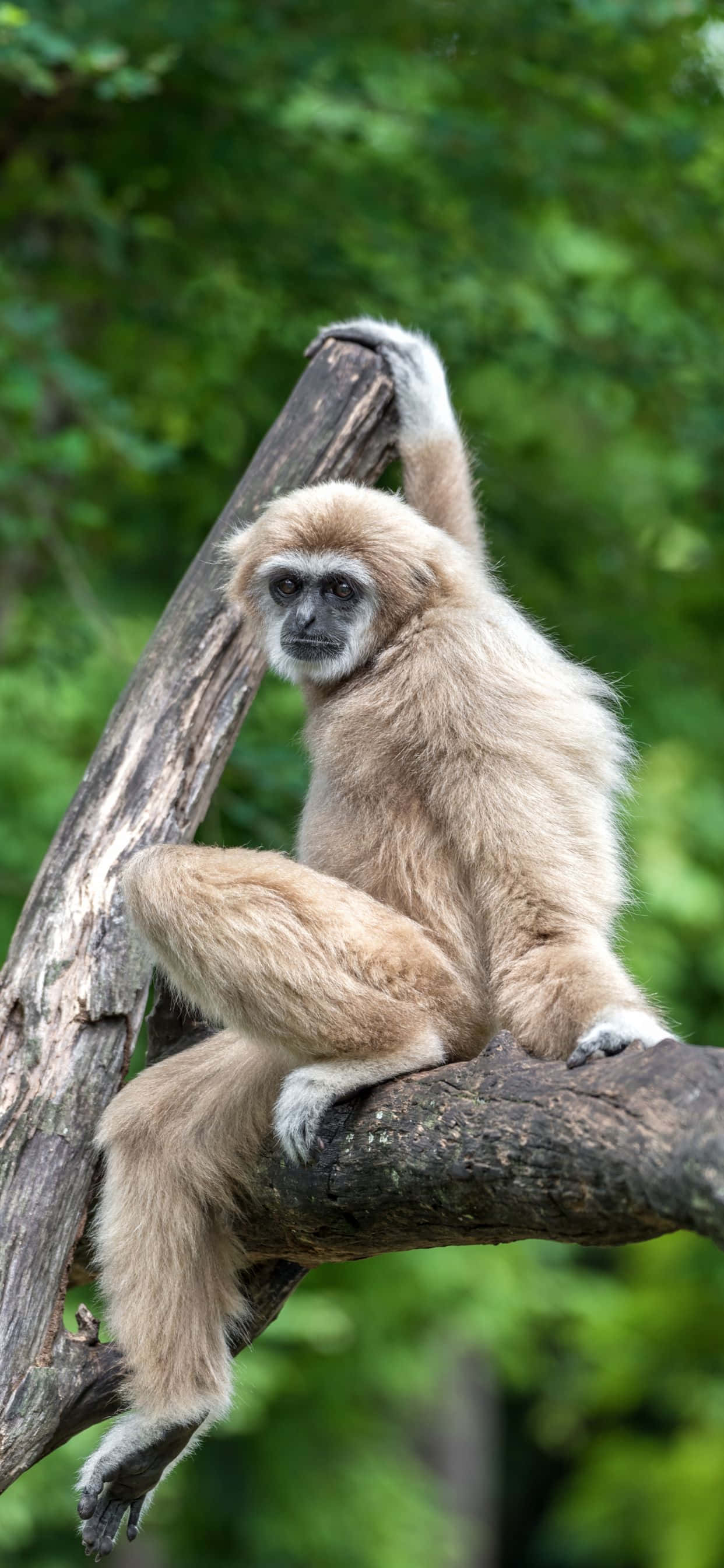 Makulay at malinaw na kulay kasama ng Apple iPhone Xs Max Gibbon background Wallpaper