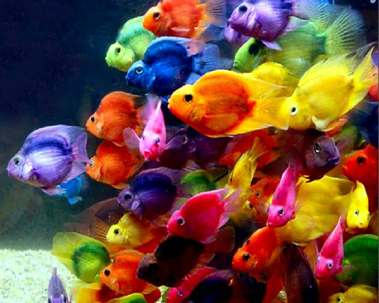 Makulay na Astig na Maliit na Isda Wallpaper