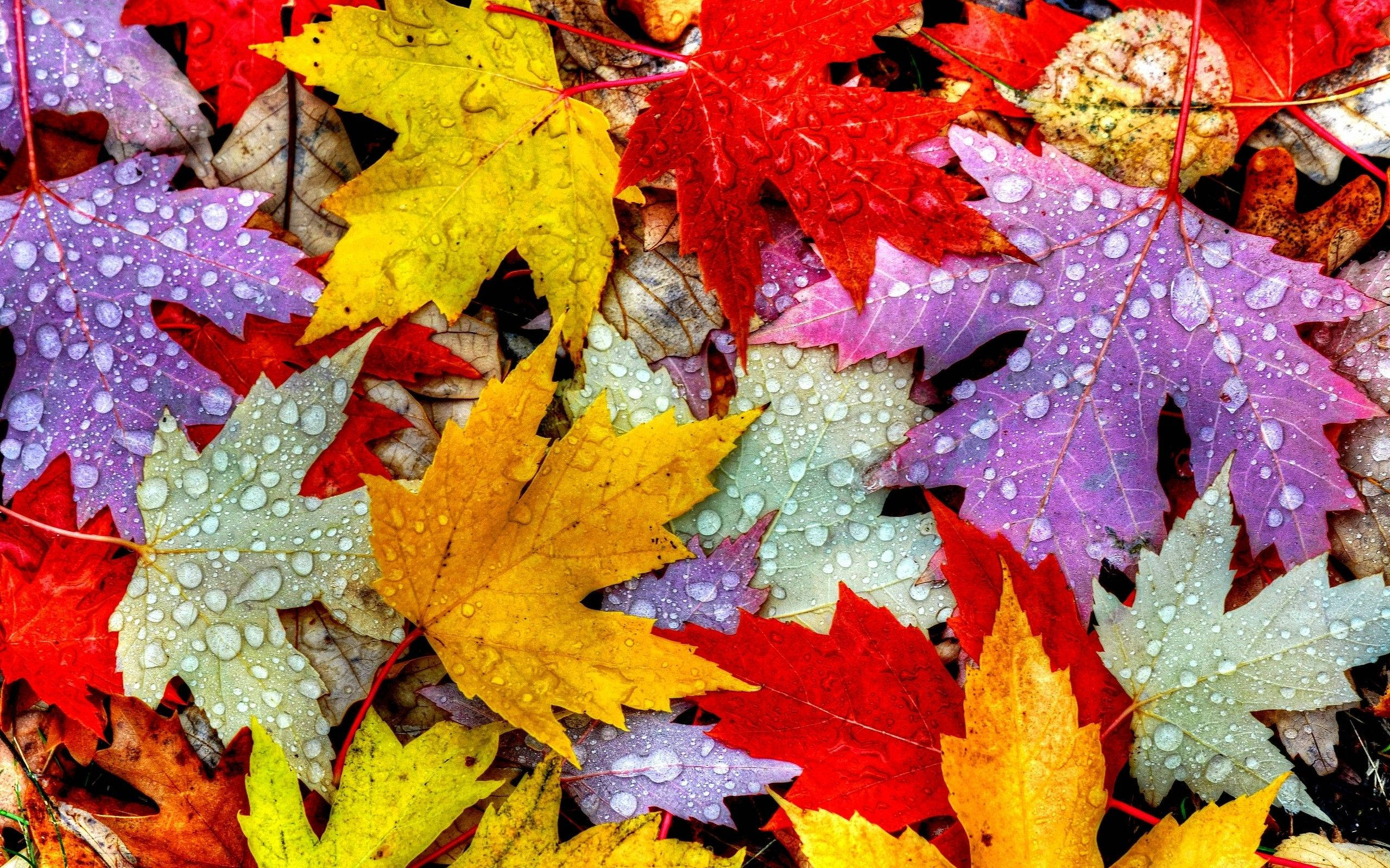 Makulay na Autumn Leaf Wallpaper