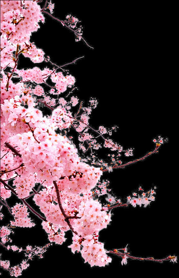 Makulay na Cherry Blossoms Laban sa Itim na Background Wallpaper