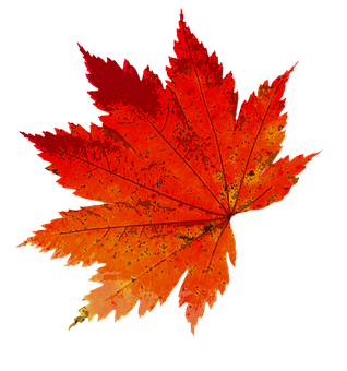 Makulay na Dahon ng Maple sa Taglagas Wallpaper