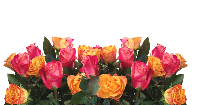 Makulay na Dilaw at Rosas na Rosas sa Itim na Background Wallpaper