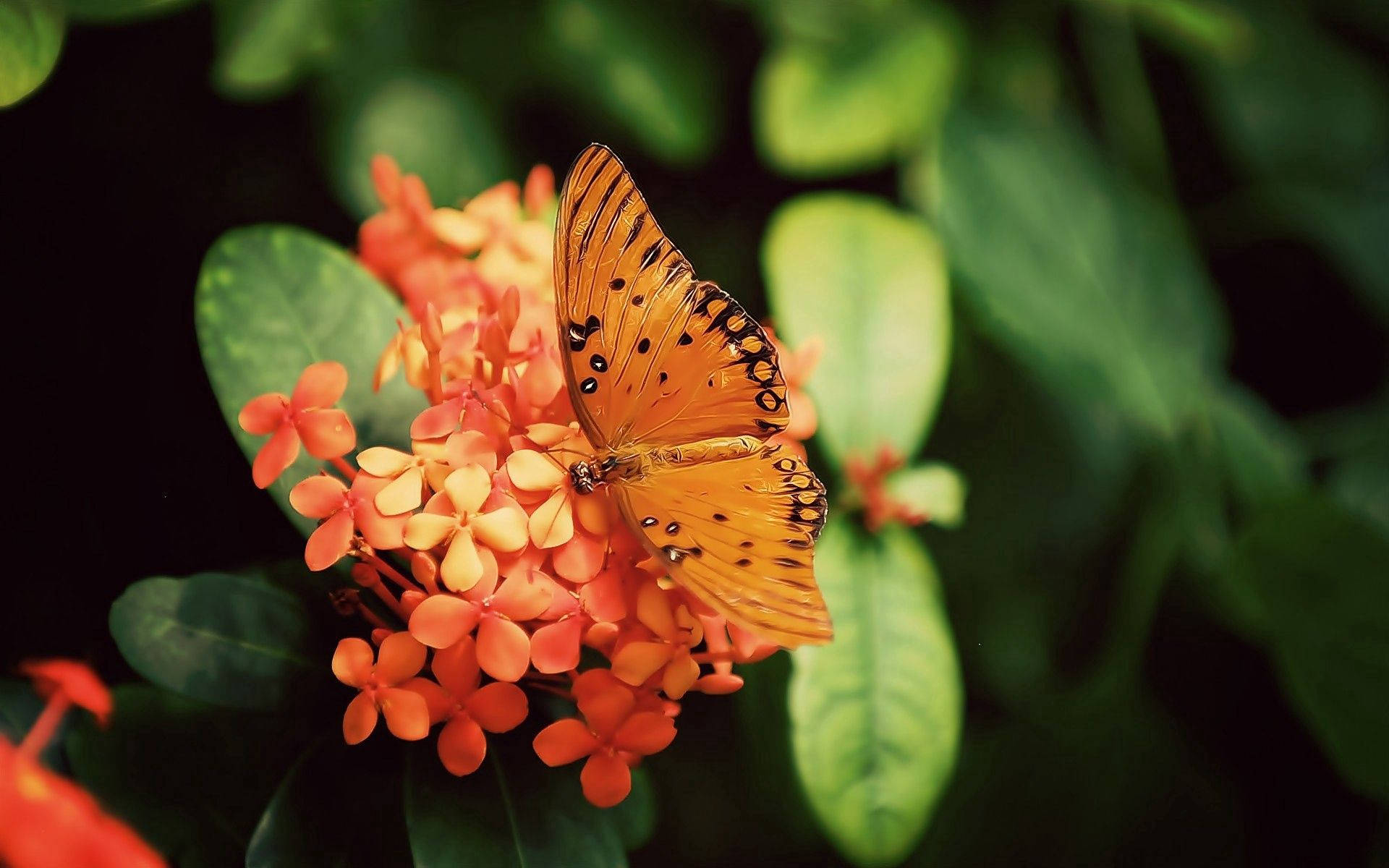 Makulay na Gulf Fritillary na Paru-paro Wallpaper
