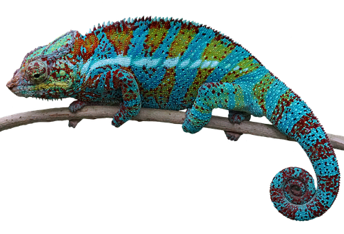 Makulay na Hunyango sa Sanga.JPG Wallpaper