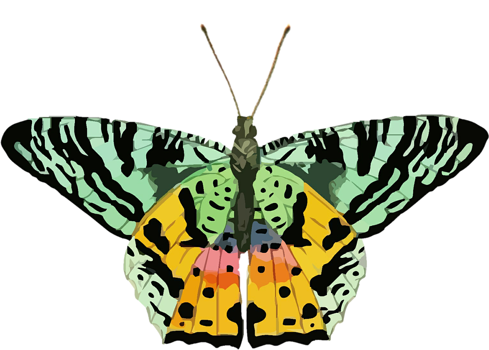 Makulay na Ilustrasyon ng Paruparo Wallpaper