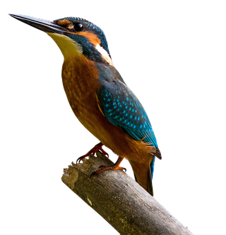 Makulay na Kingfisher na Dumapo Wallpaper