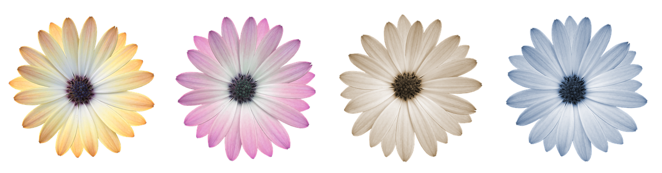 Makulay na Koleksyon ng Daisy Wallpaper