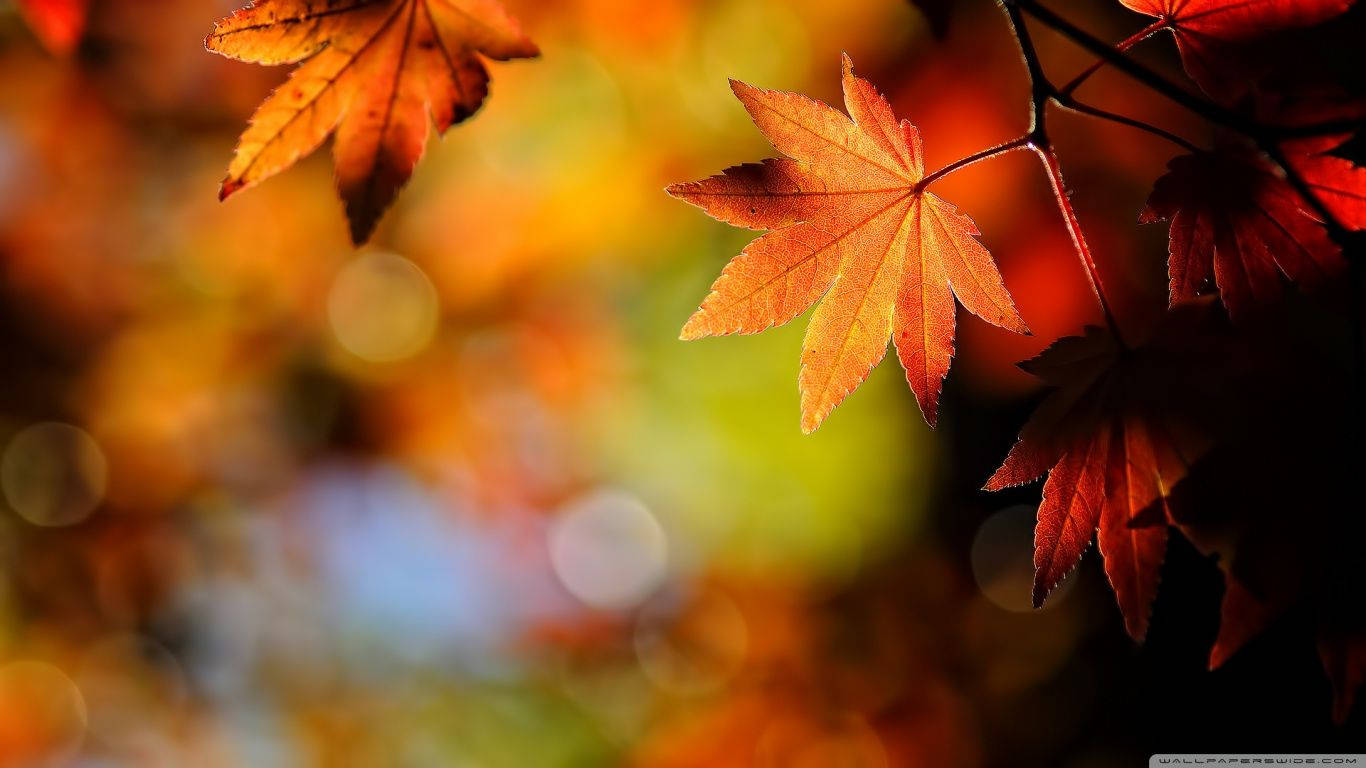 Makulay na mga Dahon ng Sugar Maple sa Taglagas Wallpaper