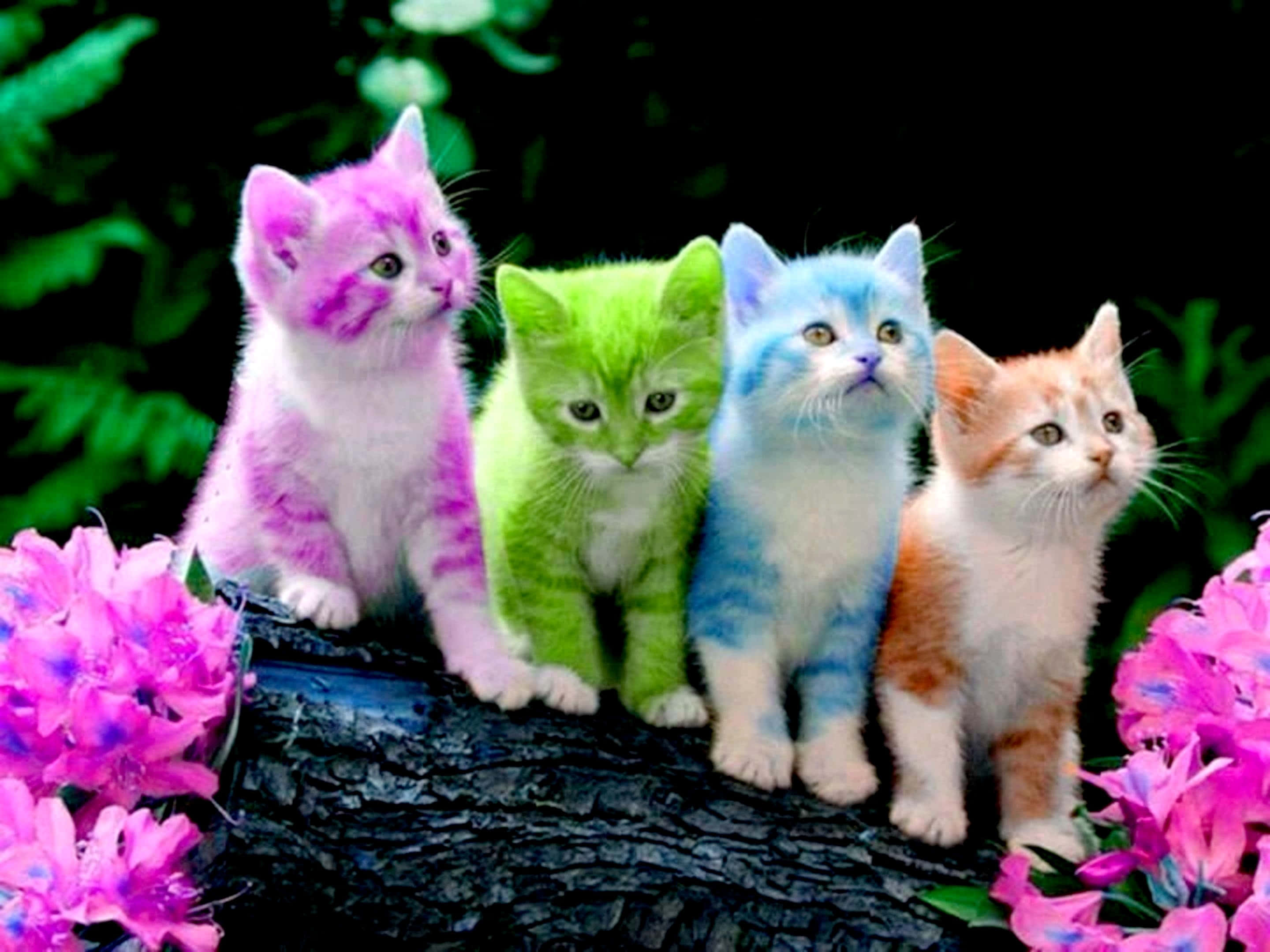 Makulay na Nakatutuwang Mga Pusa Wallpaper