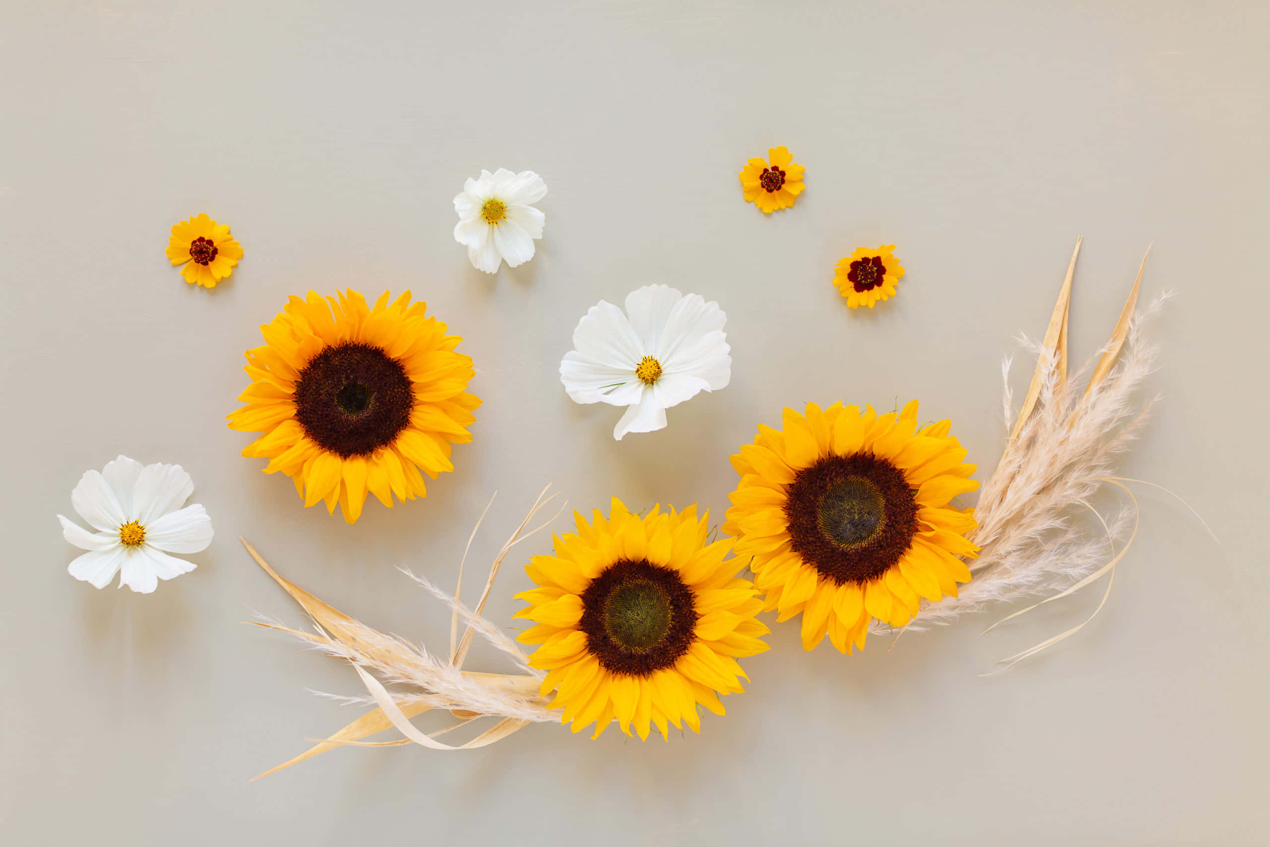 Makulay na pagpapakita ng mga pambihang bulaklak Wallpaper