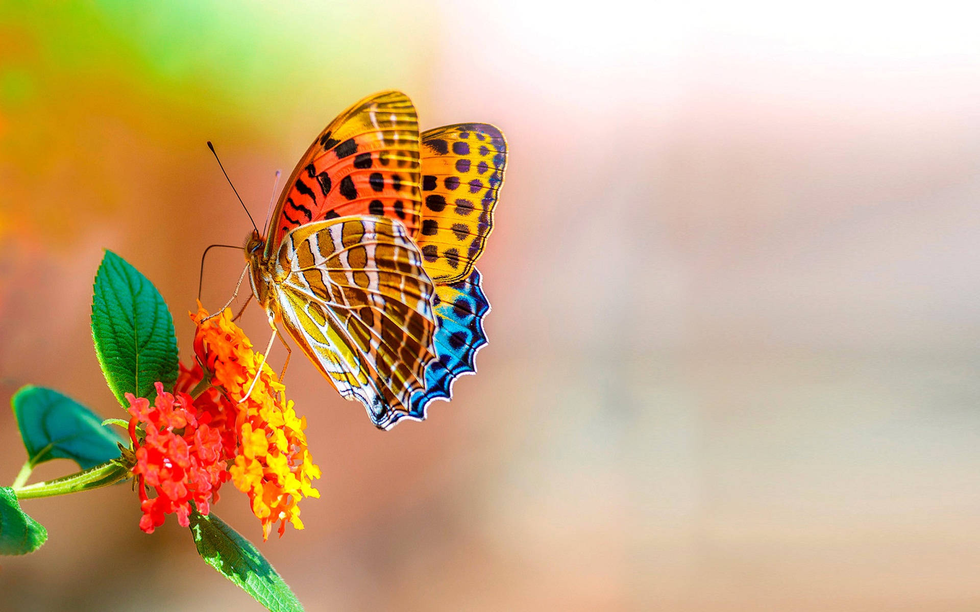 Makulay na Paru-paro Full Screen HD Desktop Wallpaper