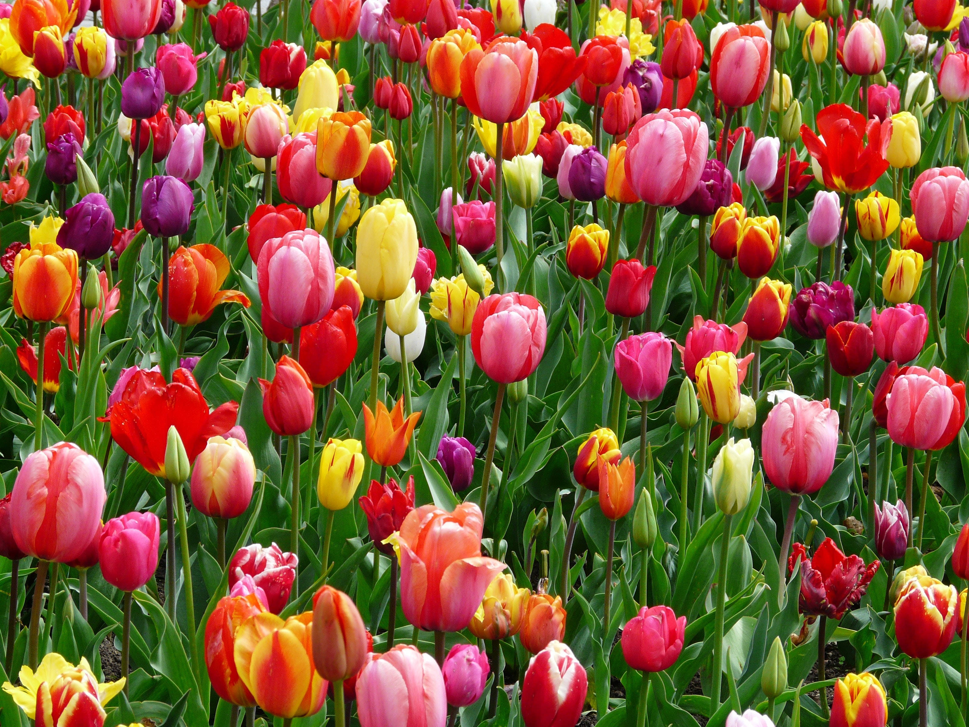 Makulay na Patlang ng mga Bulaklak na Tulip Wallpaper