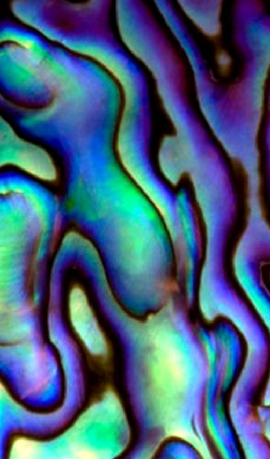 Makulay na Pattern ng Kabibe ng Abalone Wallpaper