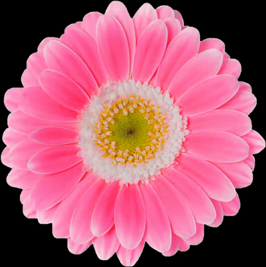 Makulay na Pink Gerbera Daisy na May Itim na Background Wallpaper