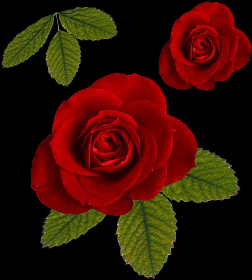 Makulay na Pulang Rosas sa Itim na Background Wallpaper