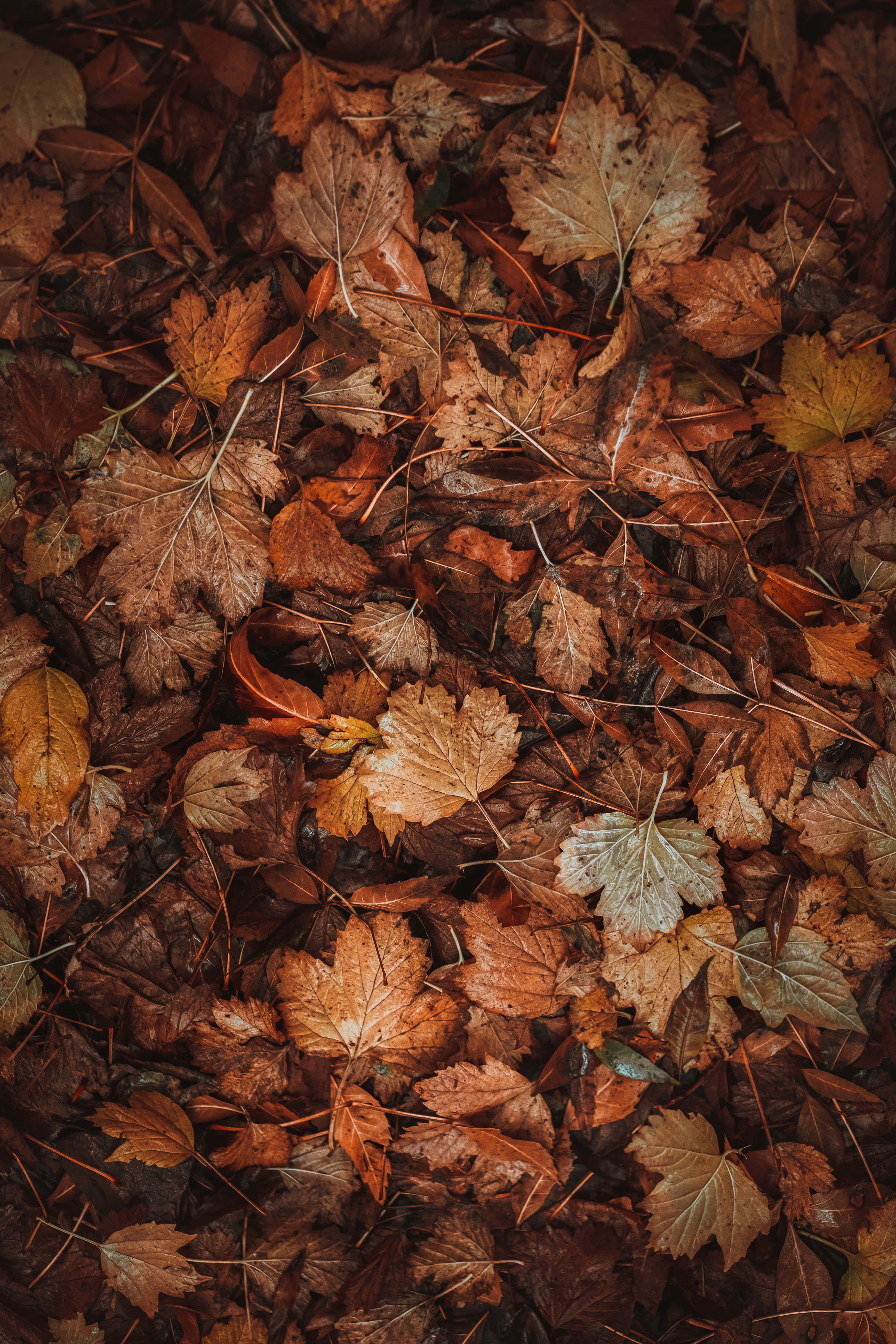 Makulay na Tanawin ng Taglagas Wallpaper