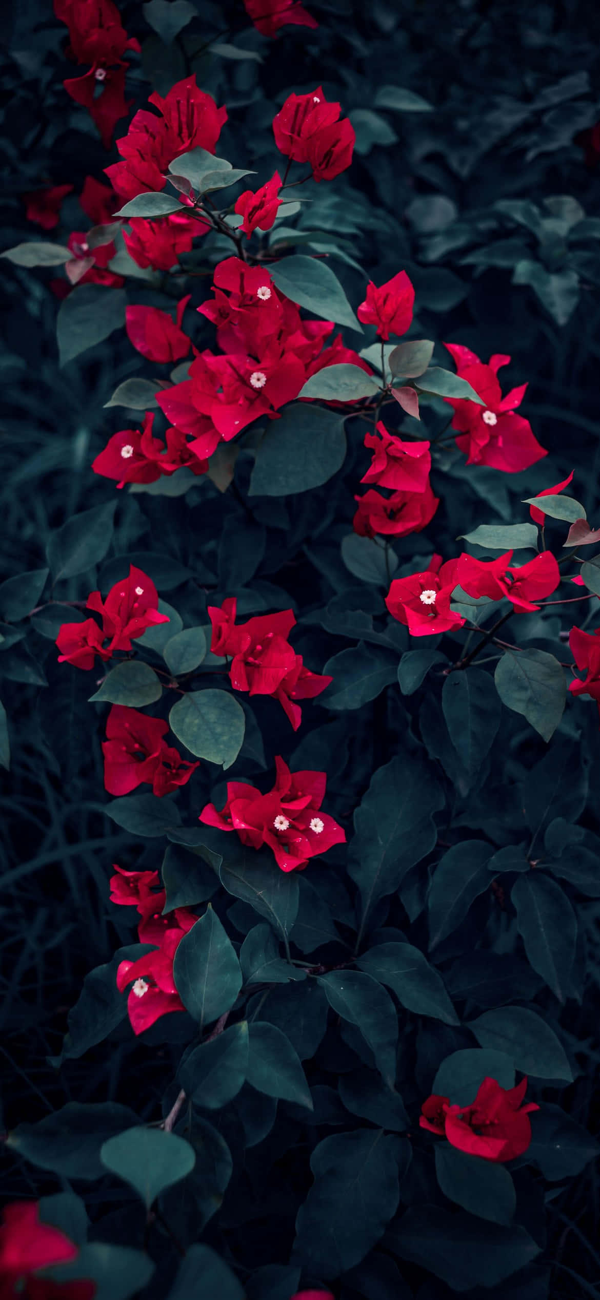 Makulayong na mga Bulaklak na Itinakda Laban sa Isang Asul na Langit Wallpaper