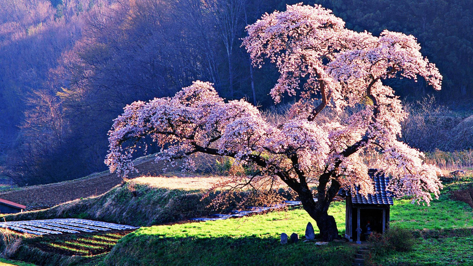 Malaking Cherry Blossom Tree Wallpaper