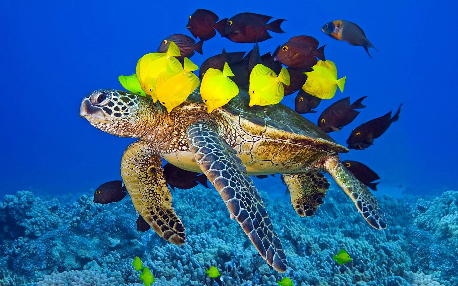 Malaking Cute na Pagong na May mga Isda Wallpaper
