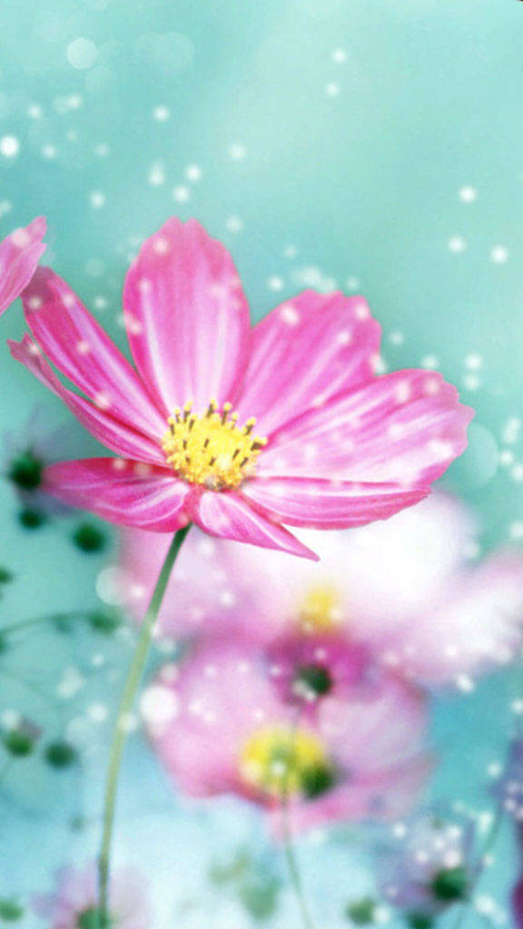 Malaking Pink na Bulaklak na May Petal para sa iPhone Wallpaper