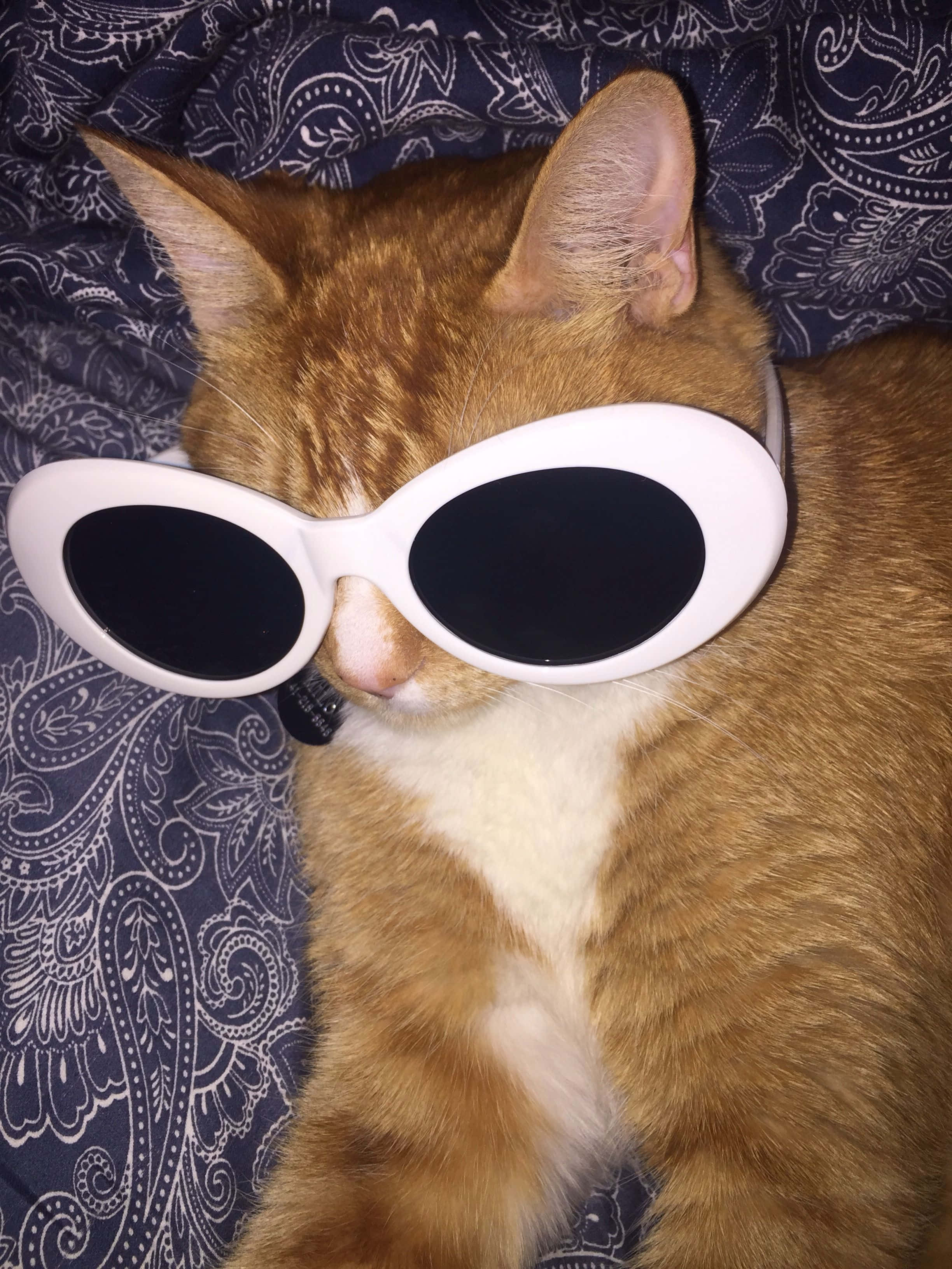 Malaking Salamin na Pusa PFP Wallpaper