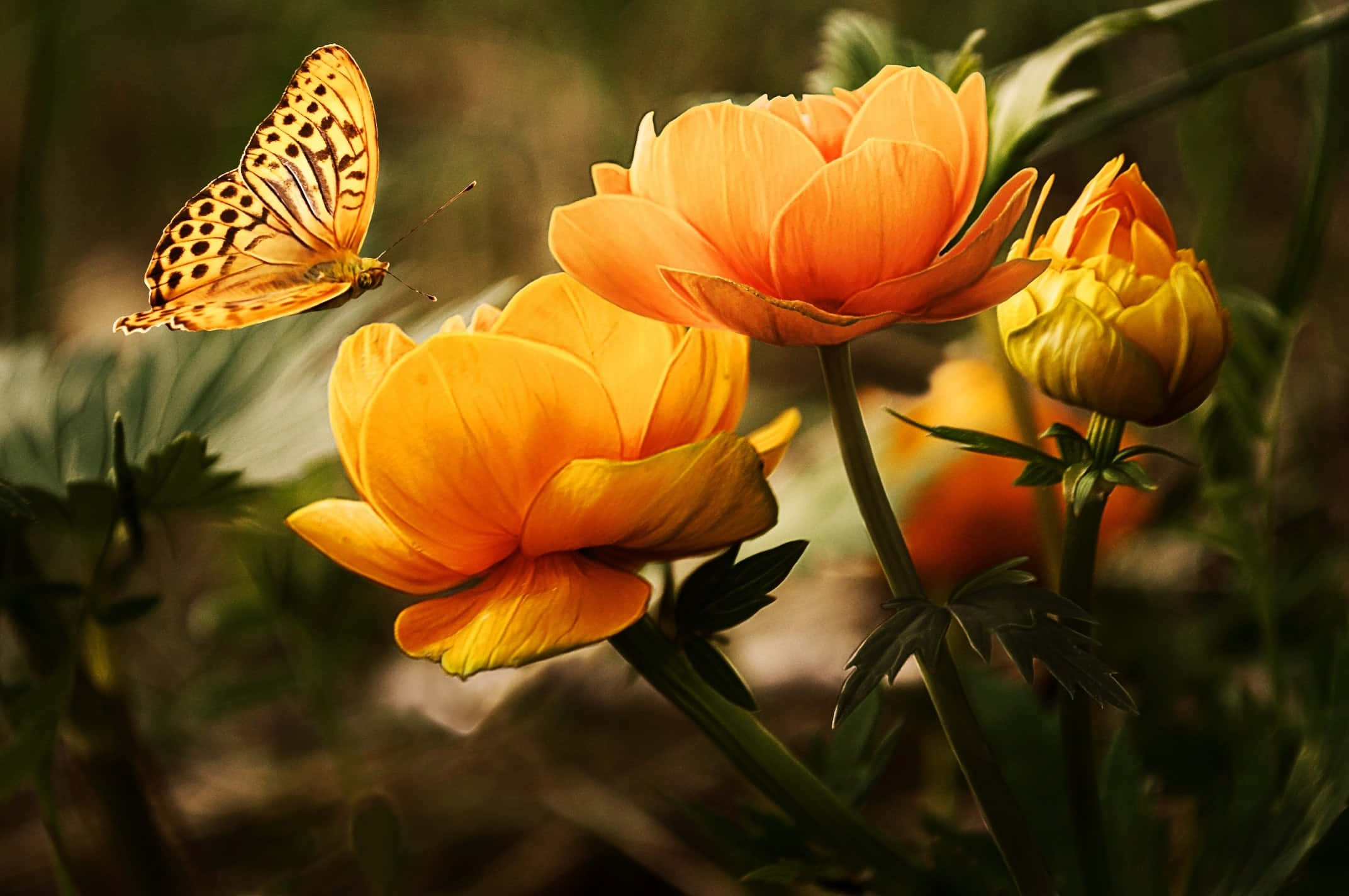 Malalaking Kahel na Bulaklak at Paru-paro Wallpaper