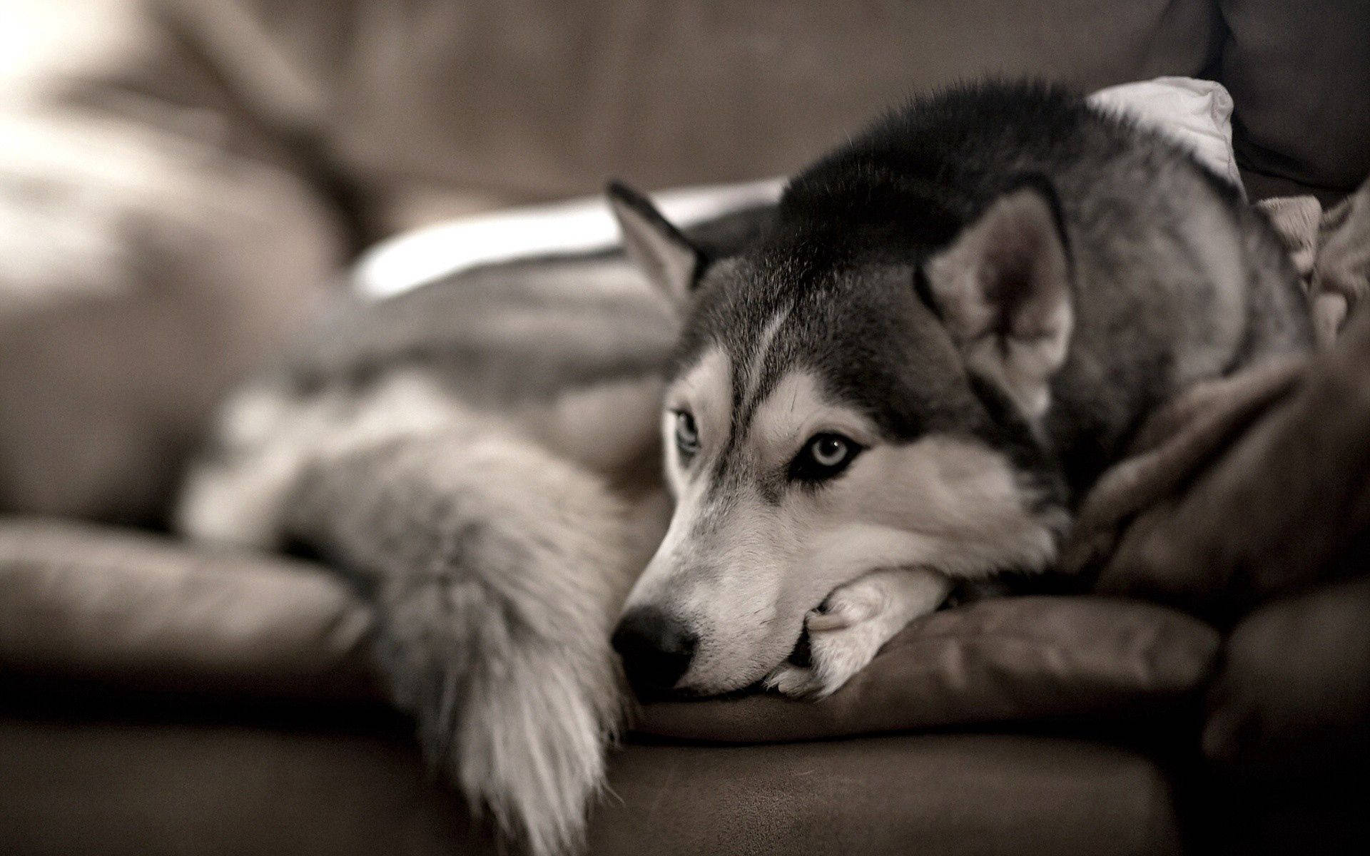 Malambot at Mabalahibong Husky na Kumportableng Nagrerelaks sa Sofa Wallpaper