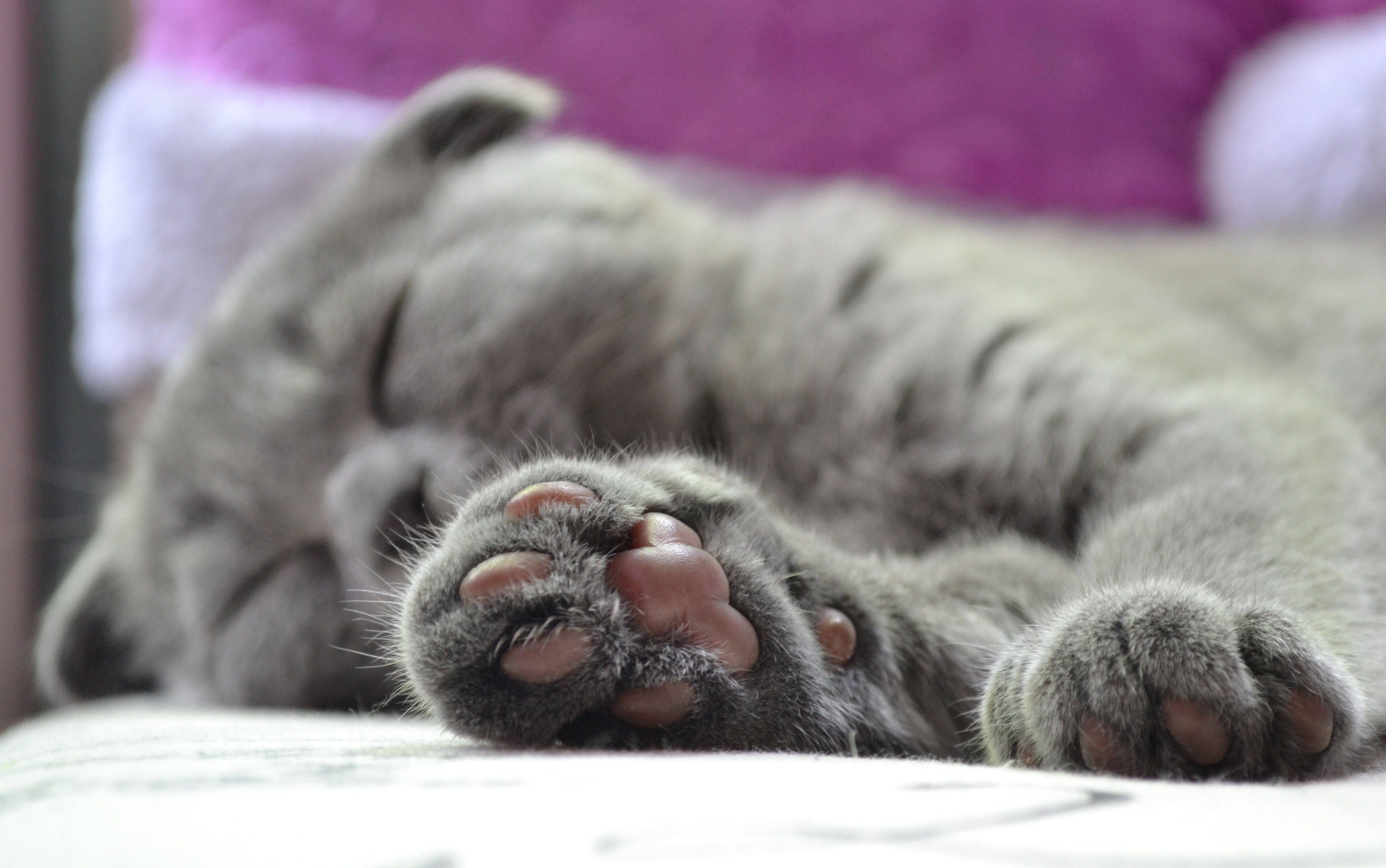 Malambot na Pusang British na Nag-e-enjoy sa Paghahaplos Wallpaper