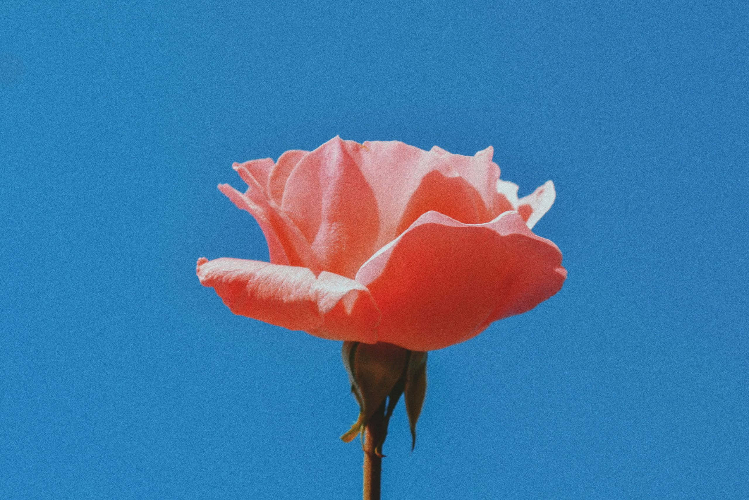Malambot na rosas na may hawak ng klasikong elegante Wallpaper